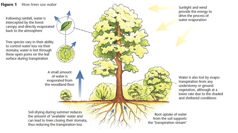 Mindst skrot elleve Purdue Landscape Report: How do trees use water?