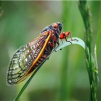 Cicada sitting on a blade of grass