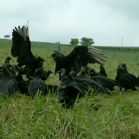 Large group of vultures in field.