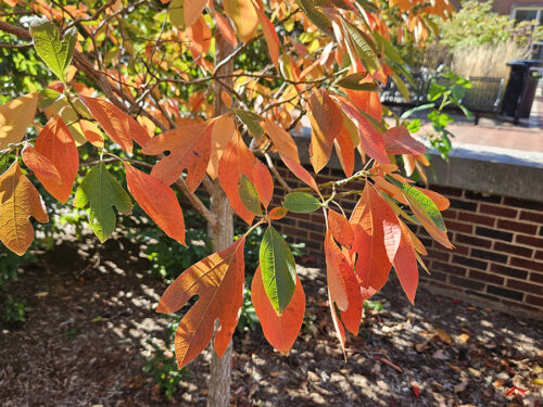 Sassafras tree with red leaves in the fall.
