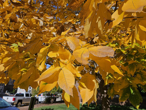 Shagbark hickory tree with orange leaves in the fall.