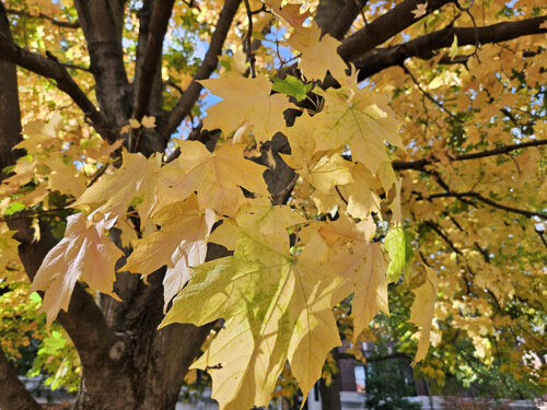 Sugr maple tree with yellow leaves in the fall.