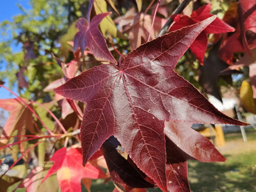 Sweetgum tree with red leaves in the fall.