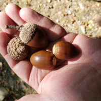 Picture of chestnut oak acorns
