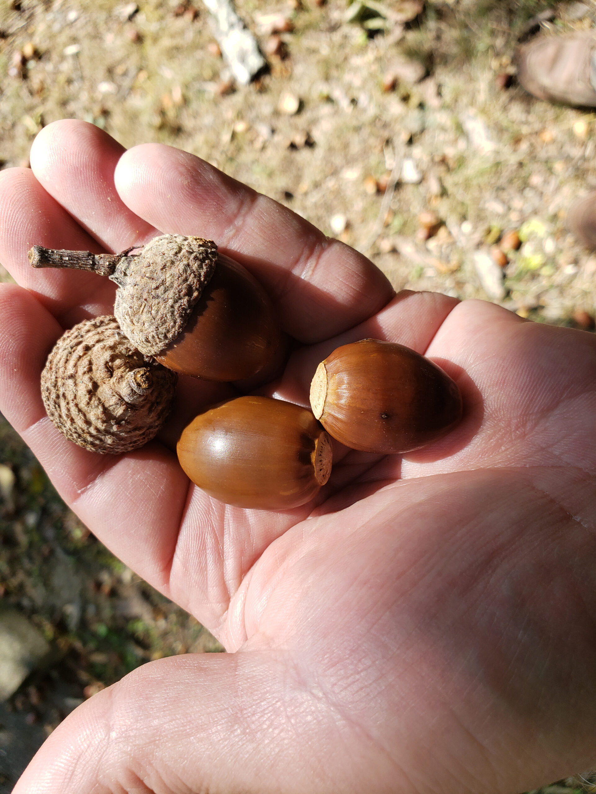 Question Why Are There so Many Acorns This Year?