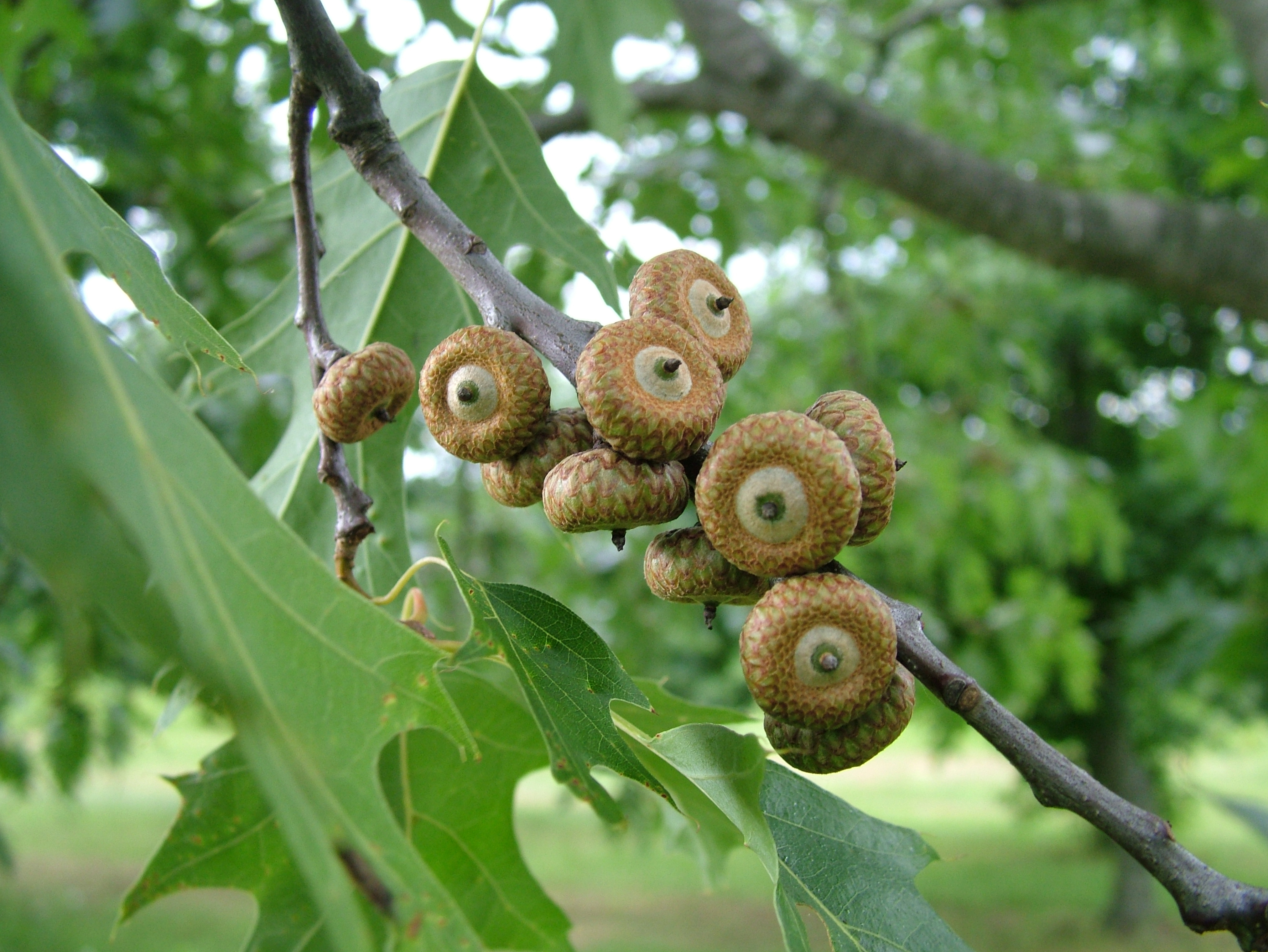 Question: Why Are There so Many Acorns This Year?