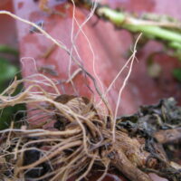 Image of roots showing black root rot