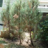 Image of Juniper with tip blight symptoms in the landscape