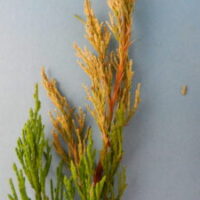 Image of Branch tips turning pale yellow due to infection by Kabatina