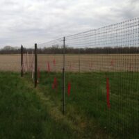 Plastic mesh deer fence protecting hardwood seedlings.