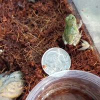 Juvenile gray tree frog by dime showing its size.