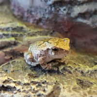 Juvenile gray tree frog on rock.