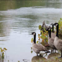 Geese at side of pond, MyDNR newsletter, Indiana's Outdoor News.