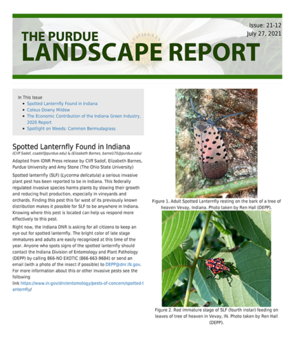 Purdue Landscape Report sharing resources on spotted lanternfly.