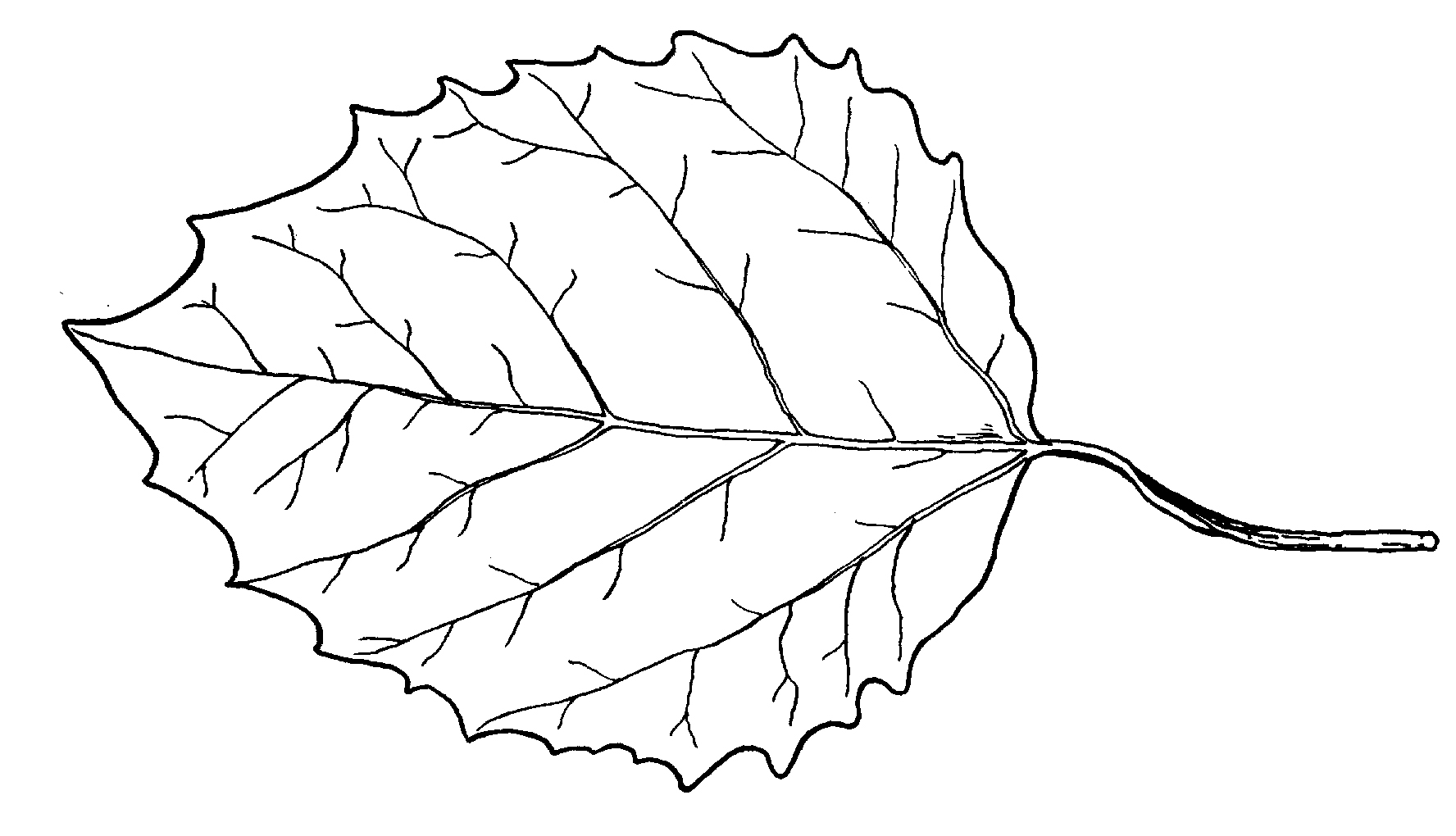 Aspen tree. Isolated on white background. Sketch illustration. Stock  Illustration | Adobe Stock