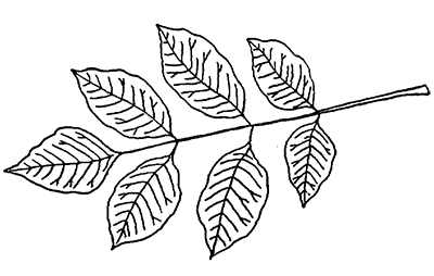 White Ash leaves line drawing.