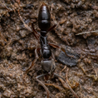 Asian ant confirmed in Indiana.