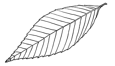 Drawing of beech leaf.