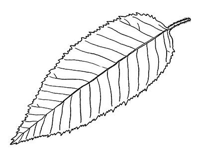 Drawing of blue beech leaf.