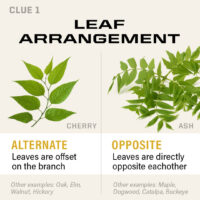 Leaf arrangement showing alternate and opposite