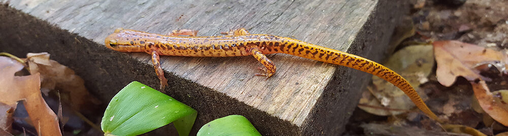 Long-tailed salamander, how do terrestrial salamanders respond to timber harvest.