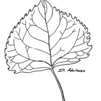 Cottonwood leaf. Intro of Trees of Indiana.