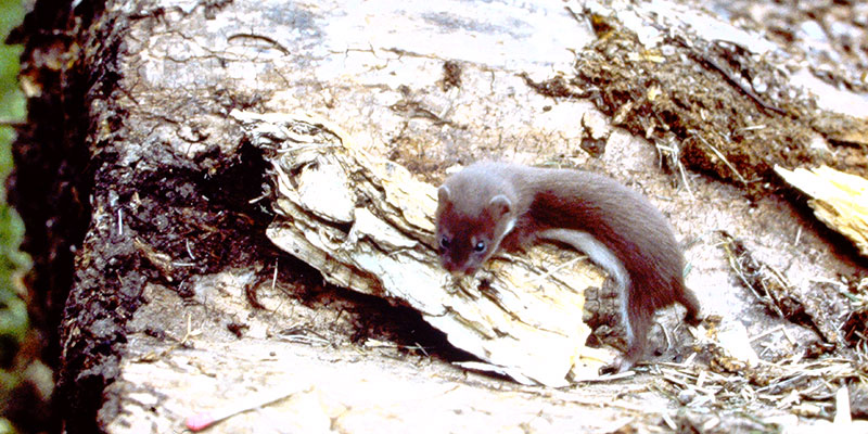 Weasel on brush and rock. Photo by IN DNR, in.gov/DNR.