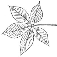 Drawn Ohio buckeye leaf.