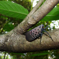Spotted lanternfly on tree limb.