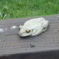 Gray treefrog sitting on deck with grass in the background.