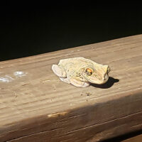 Gray treefrog sitting on deck.