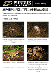 Frogs and Toads Publication