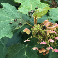 Adult Japanese beetles feeding on leaves and flowers of oak leaf hydrangea, Purdue Landscape Report.