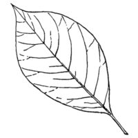 Drawing of black gum leaf