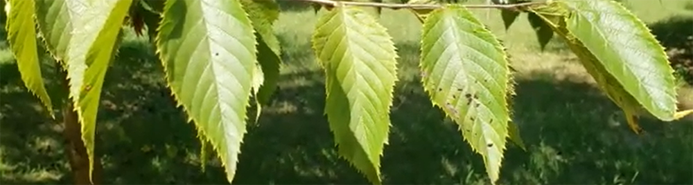 Ironwood tree or Eastern hop hornbeam, Intro to Trees of Indiana