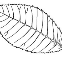 Drawing of a slippery elm leaf