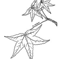 Drawing of sweet gum leaf