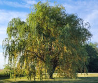 Weeping willow tree showing yellowing of older leaves on lower branches, PPDL.