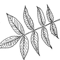 Drawing of Bitternut Hickory Leaf