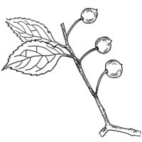 drawing of hackberry-leaf line