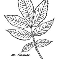 Drawing of Mockernut Hickory Leaf