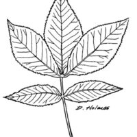 Drawing of shagbark hickory leaf