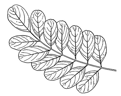 Drawing of black locust leaf