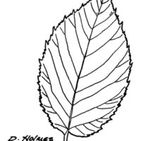 Drawing of Iron wood leaf