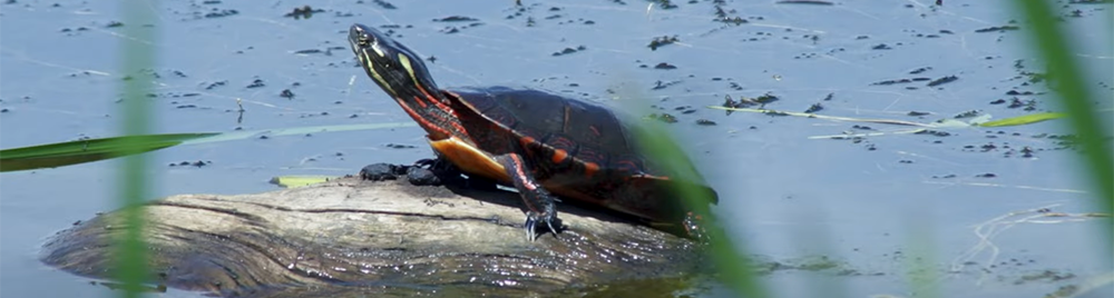 A Moment in the Wild: Painted Turtle.