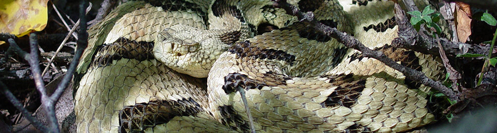 Rattlesnake on ground in tree limbs and leaves.