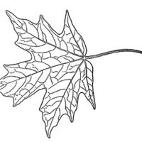Drawing of Sugar maple leaf
