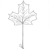 Drawing of Black Maple tree