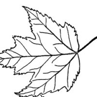 drawing of red maple