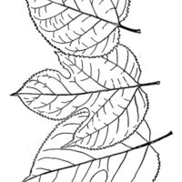 Drawing of red mulberry leaves